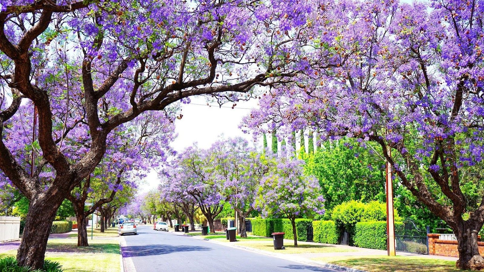 adelaide6.jpg
