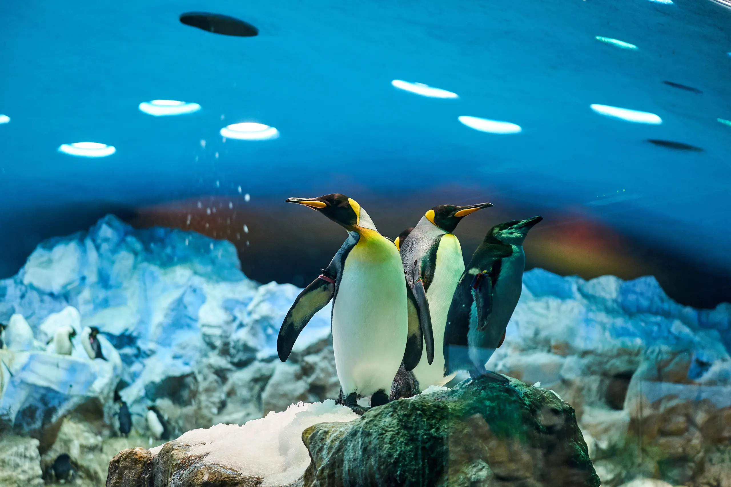 墨爾本 SEA LIFE 水族館有什麼看點?交通方式與參觀攻略
