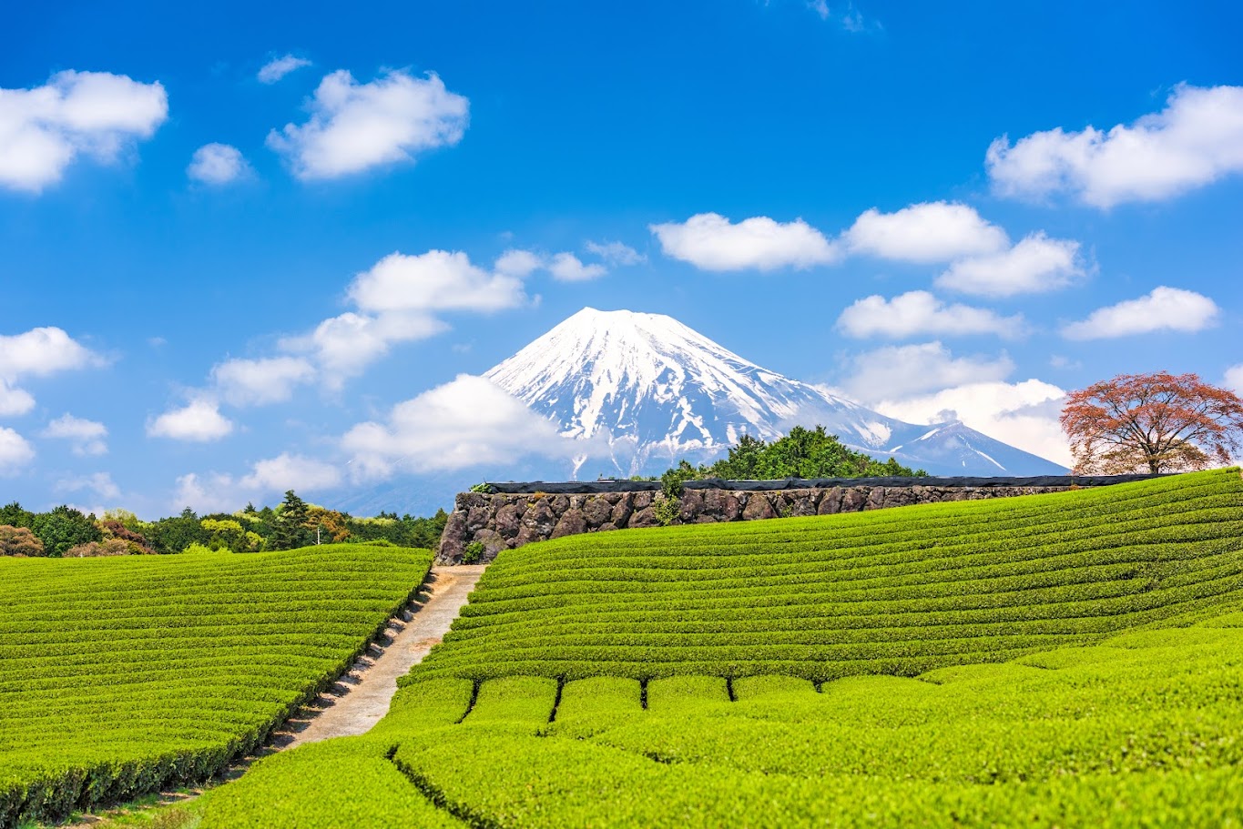 Đồi trà dưới chân núi Phú Sĩ ở Shizuoka